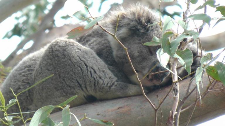 Koala